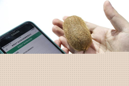 新華全媒 | 創新科技閃耀數博會，信息咨詢服務開啟智慧未來新篇章